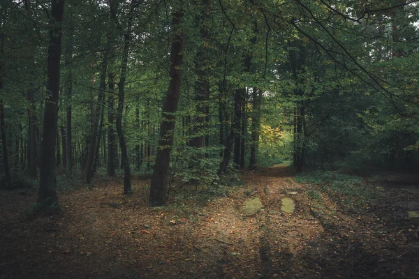 Vägen Genom Mörk Och Våt Skog Lynnigt Landskap — Stockfoto