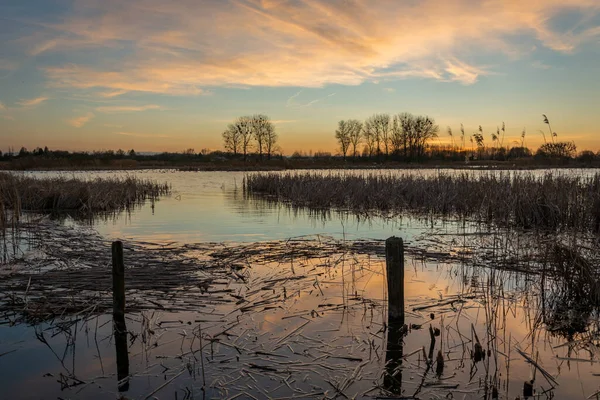 Reeds Flutuando Água Lago Céu Após Pôr Sol Vista Primavera — Fotografia de Stock