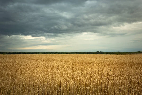 Campo Dorato Con Grano Cielo Nuvoloso Vista Estate — Foto Stock