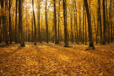 Düşen yapraklı sonbahar portakal ormanı, güneşli Ekim günü