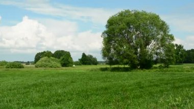 Rüzgarda sallanan büyük bir ağaç