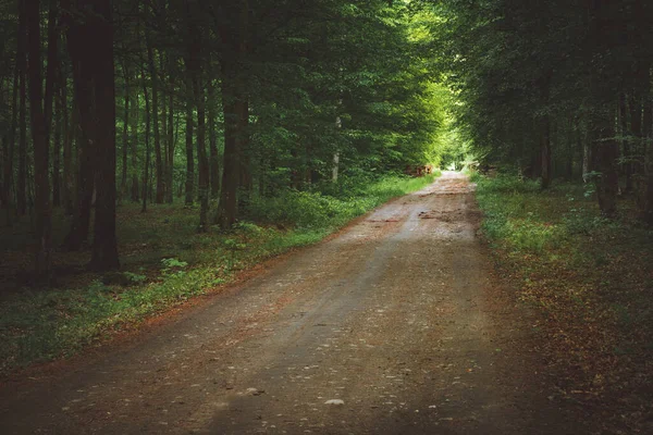 En väg i en mystisk skog, Landscape Park, Nowiny, Polen — Stockfoto