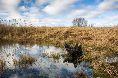 Gölette kök, çayırda kuru çimenler ve mavi gökyüzü.