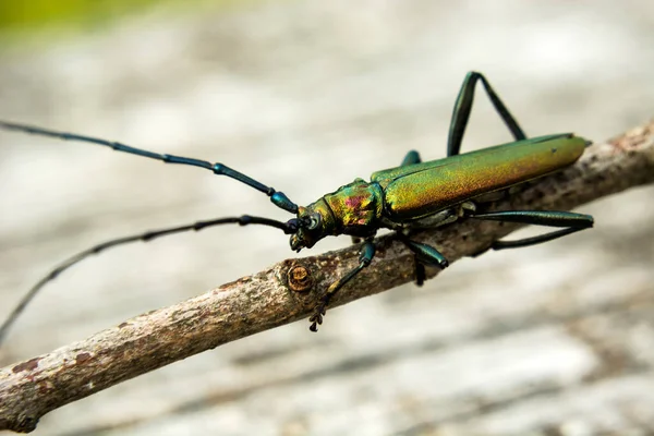 Bir Dal Üzerinde Tek Yeşil Misk Böceği Büyük Bir Yakın — Stok fotoğraf