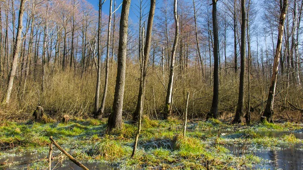 Замерзшее болото в лесу, вид на солнечный день — стоковое фото
