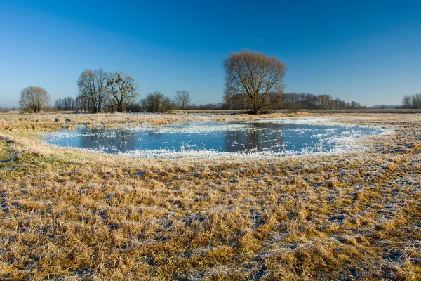 Escarcha blanca y superficie de agua congelada en el prado amarillo seco, árboles y cielo — Foto de Stock