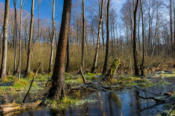 Замерзшее болото в лесу, вид на солнечный день — стоковое фото