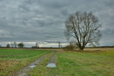 Toprak yol, çayırdaki ağaç ve bulutlu gökyüzü, ekim ayı manzarası.