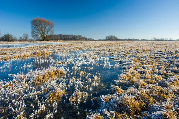 Água Congelada Prado Árvores Céu Azul Vista Inverno — Fotografia de Stock