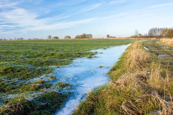 Charco Congelado Campo Verde Con Grano Invierno Vista Enero —  Fotos de Stock