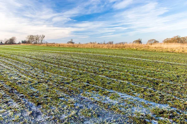 Água Congelada Geada Campo Verde Com Grãos Inverno Nuvens Céu — Fotografia de Stock