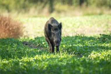 Yeşil bir tarlada yaban domuzu, yaz günü