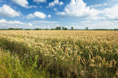 Polonya 'nın doğusunda mavi gökyüzünde tritikaller ve beyaz bulutlar var.
