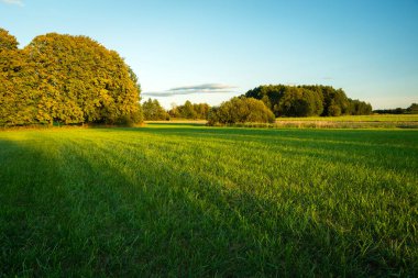 Güneşin ve gölgelerin altında ağaçların olduğu pitoresk yeşil bir çayır, Eylül, doğu Polonya