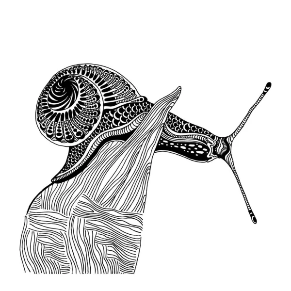 Salyangoz vektörü, stilize hayvan İllüstrasyon