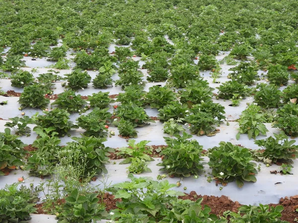 Erdbeerfarm in lambasingi — Stockfoto