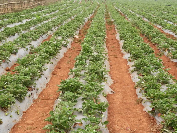 Strawberry farm in Lambasingi — Stock Photo, Image