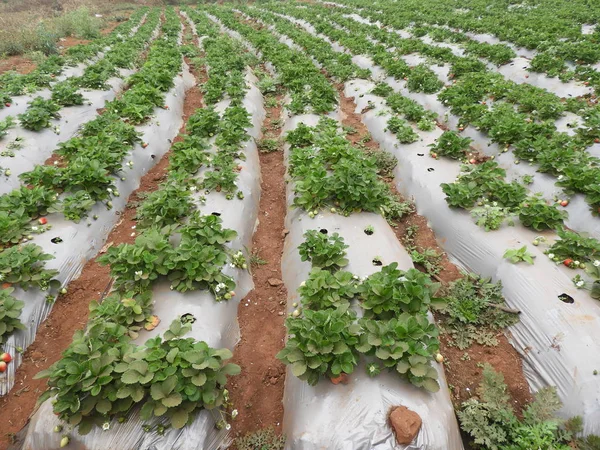 Erdbeerfarm in lambasingi — Stockfoto