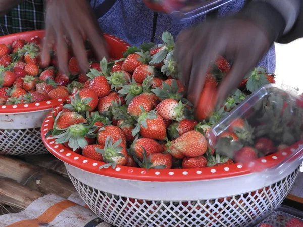 Bunte Erdbeerfrüchte in einem Korb Nahaufnahme — Stockfoto