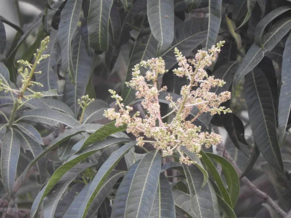 Flor de mango, Una rama de flor de mango inflorescencia — Foto de Stock