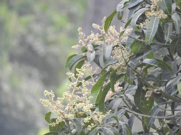 Flor de mango, Una rama de flor de mango inflorescencia — Foto de Stock