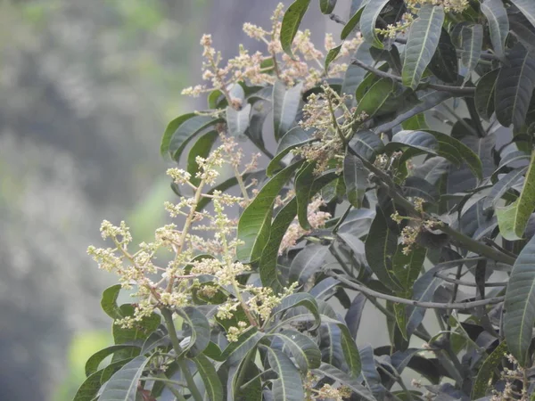 Flor de mango, Una rama de flor de mango inflorescencia — Foto de Stock