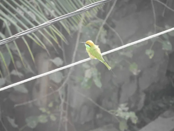 Green bee eater — Stock Photo, Image