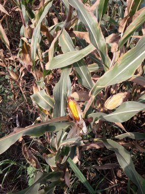 Tatlı Mısır büyüyen