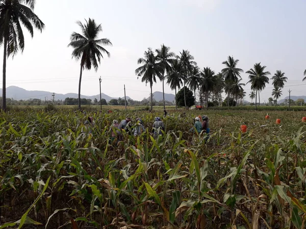 Фермеры собирают кукурузу на кукурузном поле, кукурузном поле, деревьях и небе — стоковое фото