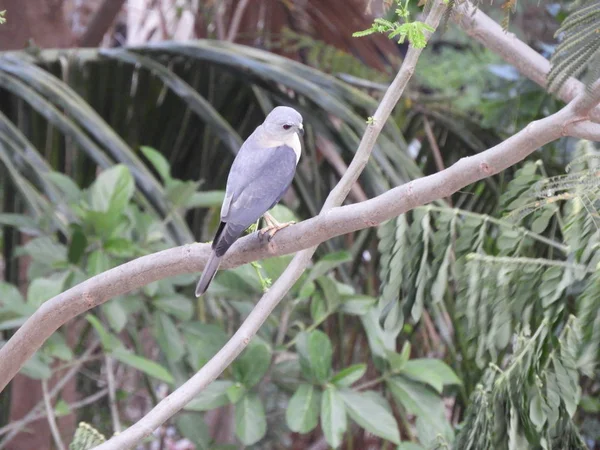 stock image a bird perched on branch of the tree