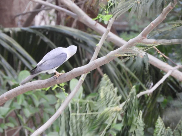 Een vogel neergestreken op tak van de boom — Stockfoto