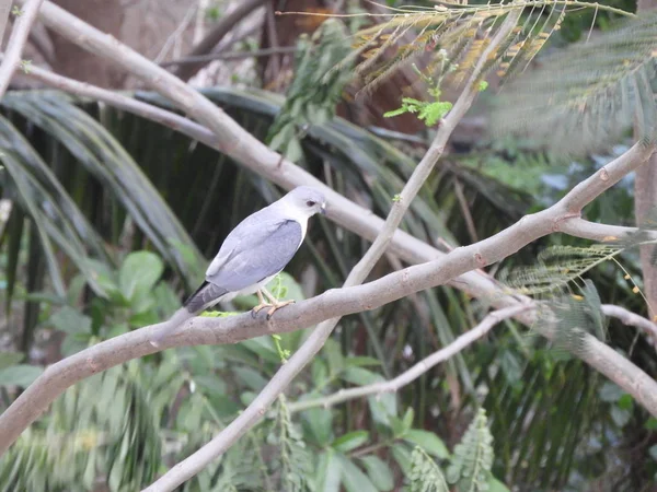 Een vogel (sayaca tanager) neergestreken op tak van de boom — Stockfoto