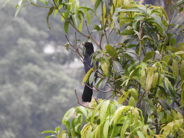 Aziatische man koel ook genoemd als Eudynamys scolopaceus op Mango Tree — Stockfoto