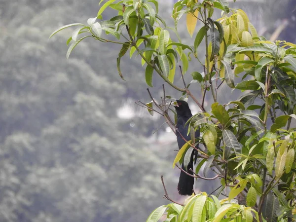 Aziatische man koel ook genoemd als Eudynamys scolopaceus op Mango Tree — Stockfoto
