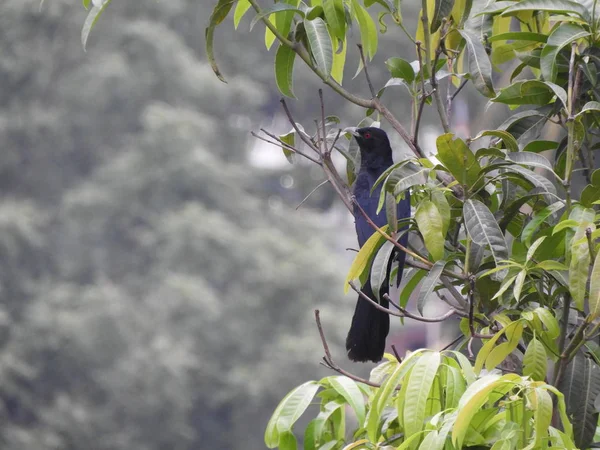 Asiatiska manliga Koel kallas också Eudynamys scolopaceus på Mango Tree — Stockfoto