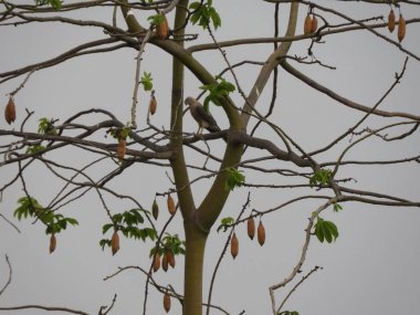 ipek pamuk ağacı üzerinde atmaca şahin