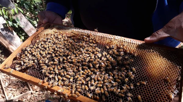 Cadre avec nid d'abeille juste pris de la ruche — Photo