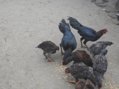 lambasingi sisli bir sabah yiyecek yiyen ülke hens