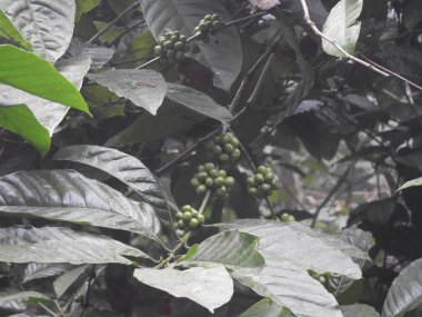 kahve plantasyon içinde sisli bir sabah lambasingi