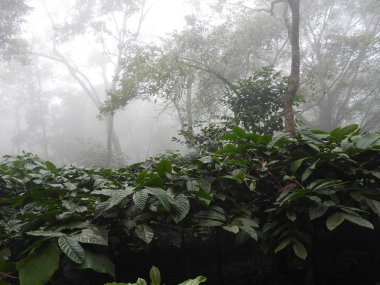 kahve plantasyon içinde sisli bir sabah lambasingi