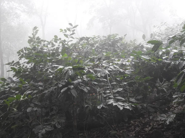 Coffee plantation in lambasingi in a foggy morning — Stock Photo, Image