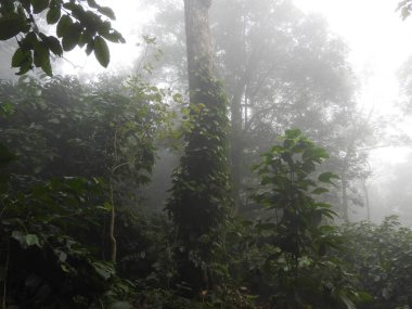 lambasingi de sisli sabah andhra ooty olarak adlandırılan nokta tepe görüntülemek için şekilde biber ürpertici