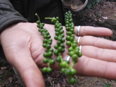 lambasingi de sisli sabah andhra ooty olarak adlandırılan nokta tepe görüntülemek için şekilde biber ürpertici