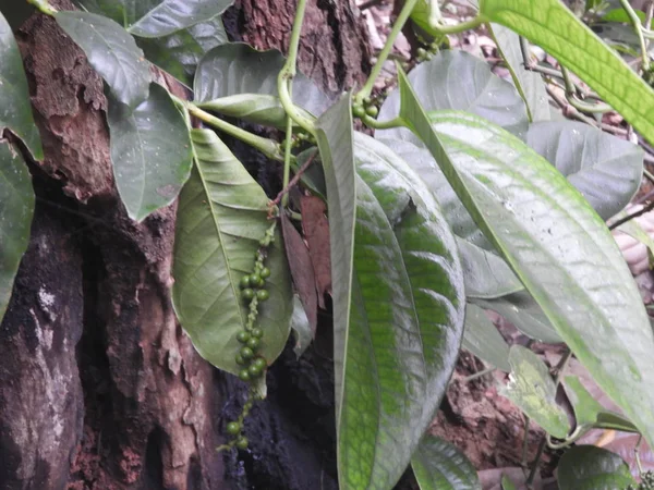 Peppercorn creeper in the way to view point hill in lambasingi also called as andhra ooty in foggy morning — Stock Photo, Image