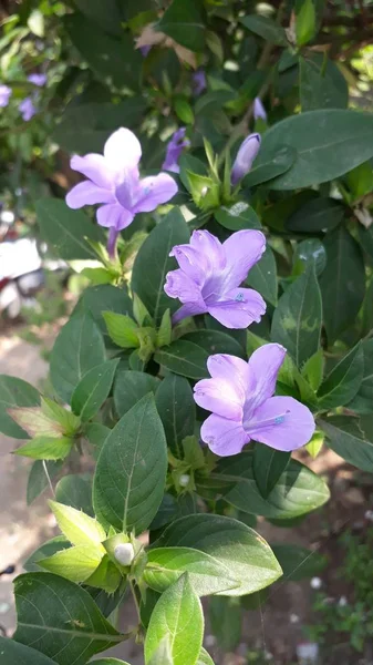 Barleria cristata lub Grudniowy kwiat — Zdjęcie stockowe