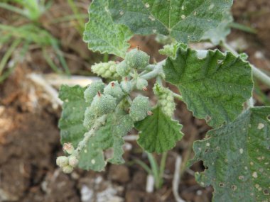 Chrozophora tinctoria yaygın dyer's croton, giradol veya turnsole olarak bilinen