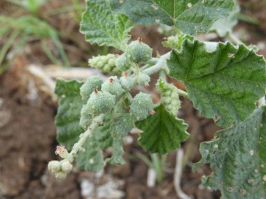 Chrozophora tinctoria yaygın dyer's croton, giradol veya turnsole olarak bilinen