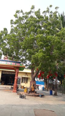 Antharvedi, Andhra Pradesh/ Hindistan - 10 Ocak 2019 : Bengal Körfezi ve Vasishta Godhavari yakınsama noktası olan godhavari nehri kıyısındaki ünlü Antharvedi tapınağı