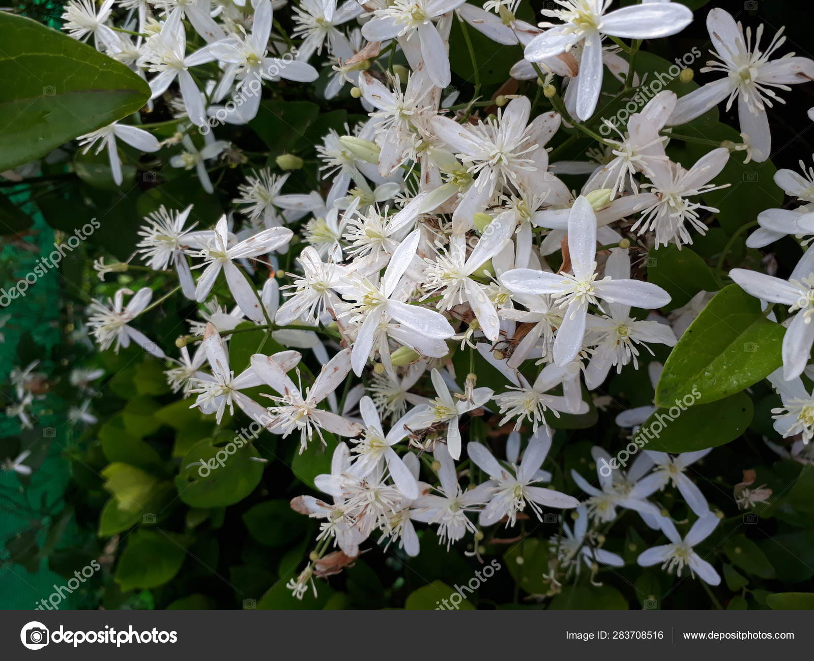 Clematis Armandii Stock Photo Image By C Sravanbujji