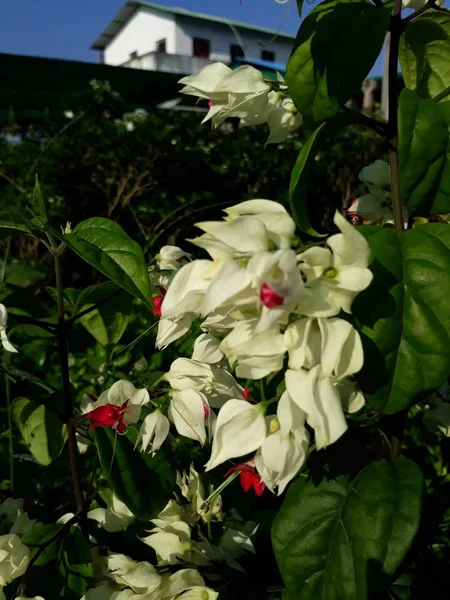 Clerodendrum Thomsoniae Aussi Appelé Faucheuse Gloire Faucheuse Gloire Bagflower Vigne — Photo